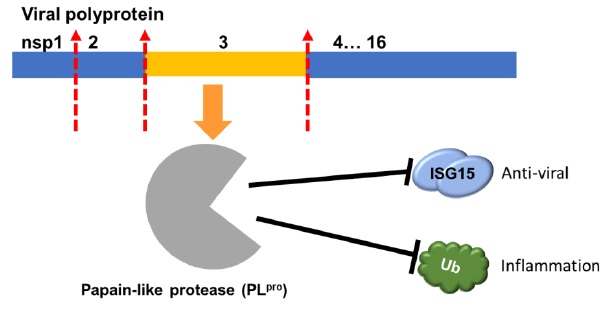 3CL protease is involved in the transcription and replication during the viral infection
